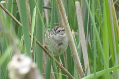 Melospiza georgiana