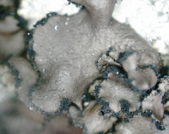 Umbilicaria polyrrhiza