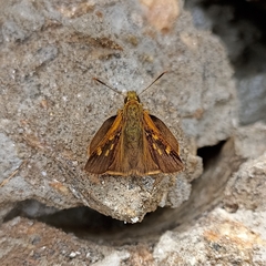 Ochlodes brahma