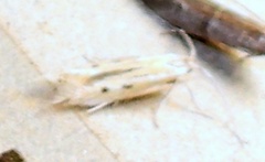 Isophrictis trimaculella