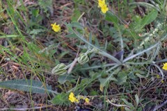 Crepis albida