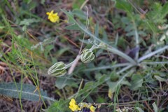Crepis albida
