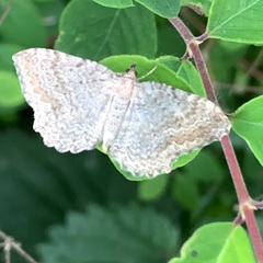 Philereme vetulata