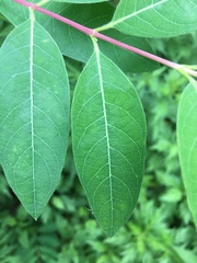 Apocynum