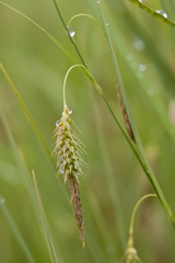 Carex paleacea