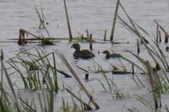 Podilymbus podiceps