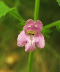 Clinopodium grandiflorum