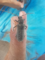 Trichoferus holosericeus