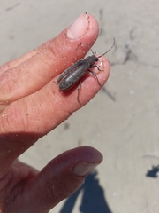 Trichoferus holosericeus