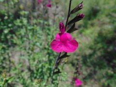 Salvia macellaria