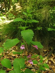 Clinopodium grandiflorum