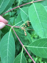 Apocynum
