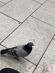Columba livia domestica