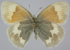 Coenonympha tullia yukonensis