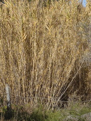 Phragmites australis australis