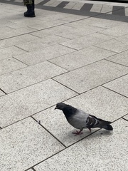 Columba livia domestica