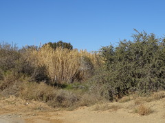 Phragmites australis australis