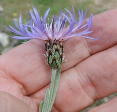 Centaurea graminifolia