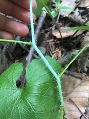 Rubus occidentalis