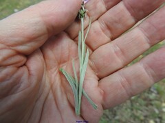 Centaurea graminifolia