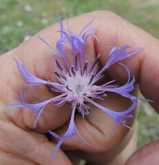 Centaurea graminifolia