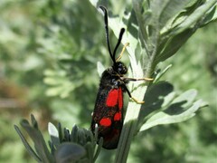 Zygaena