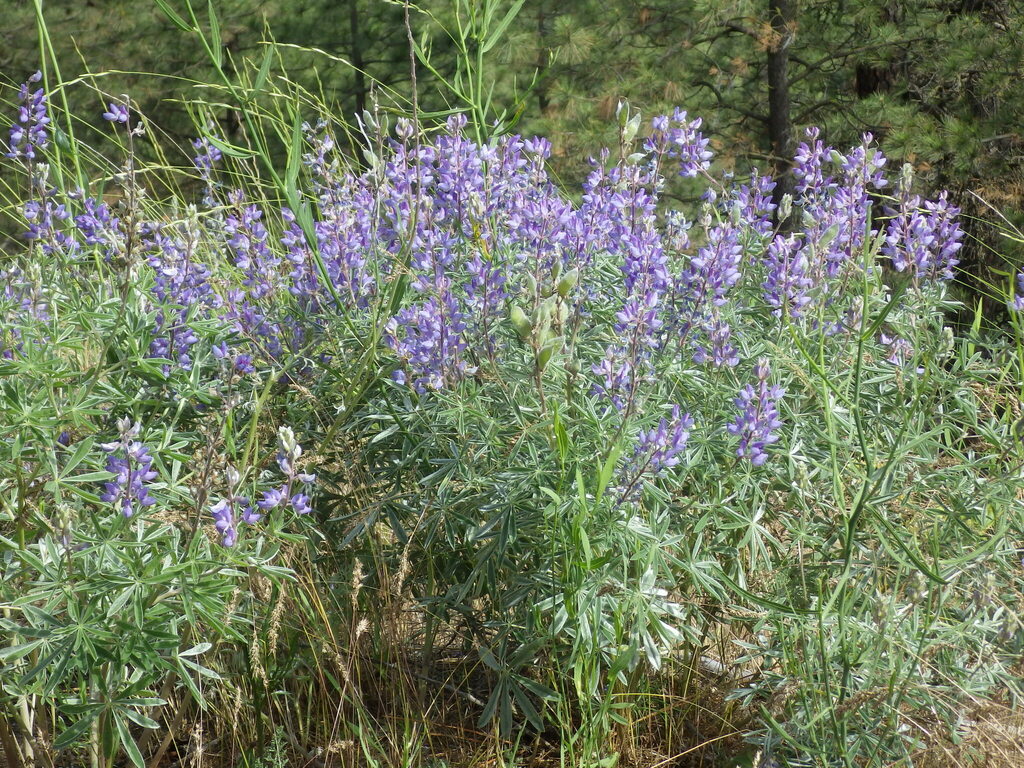 Silky Lupine from Latah Valley, Spokane, WA, USA on June 18, 2022 at 03 ...