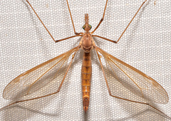 Tipula duplex
