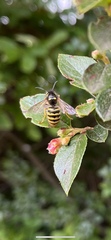 Dolichovespula sylvestris