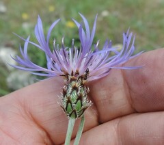 Centaurea graminifolia
