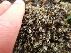 Dodecaceria fewkesi