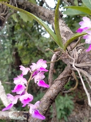 Aerides maculosa