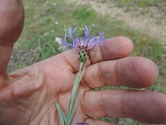 Centaurea graminifolia