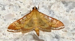 Mimorista trimaculalis