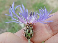 Centaurea graminifolia
