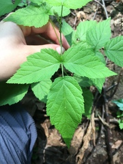Rubus occidentalis