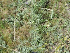 Klasea nudicaulis