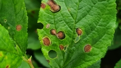 Wilsonomyces carpophilus