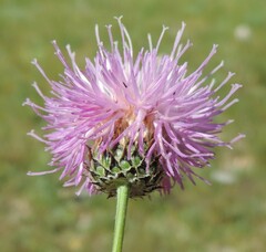 Klasea nudicaulis