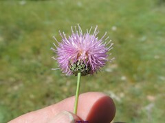Klasea nudicaulis