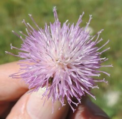 Klasea nudicaulis