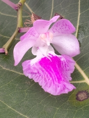 Aerides maculosa