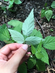 Rubus occidentalis