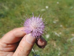 Klasea nudicaulis