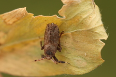 Asiraca