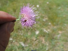 Klasea nudicaulis
