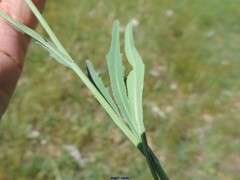 Klasea nudicaulis
