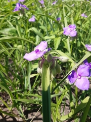 Tradescantia bracteata