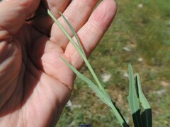 Klasea nudicaulis