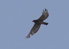 Buteo platypterus